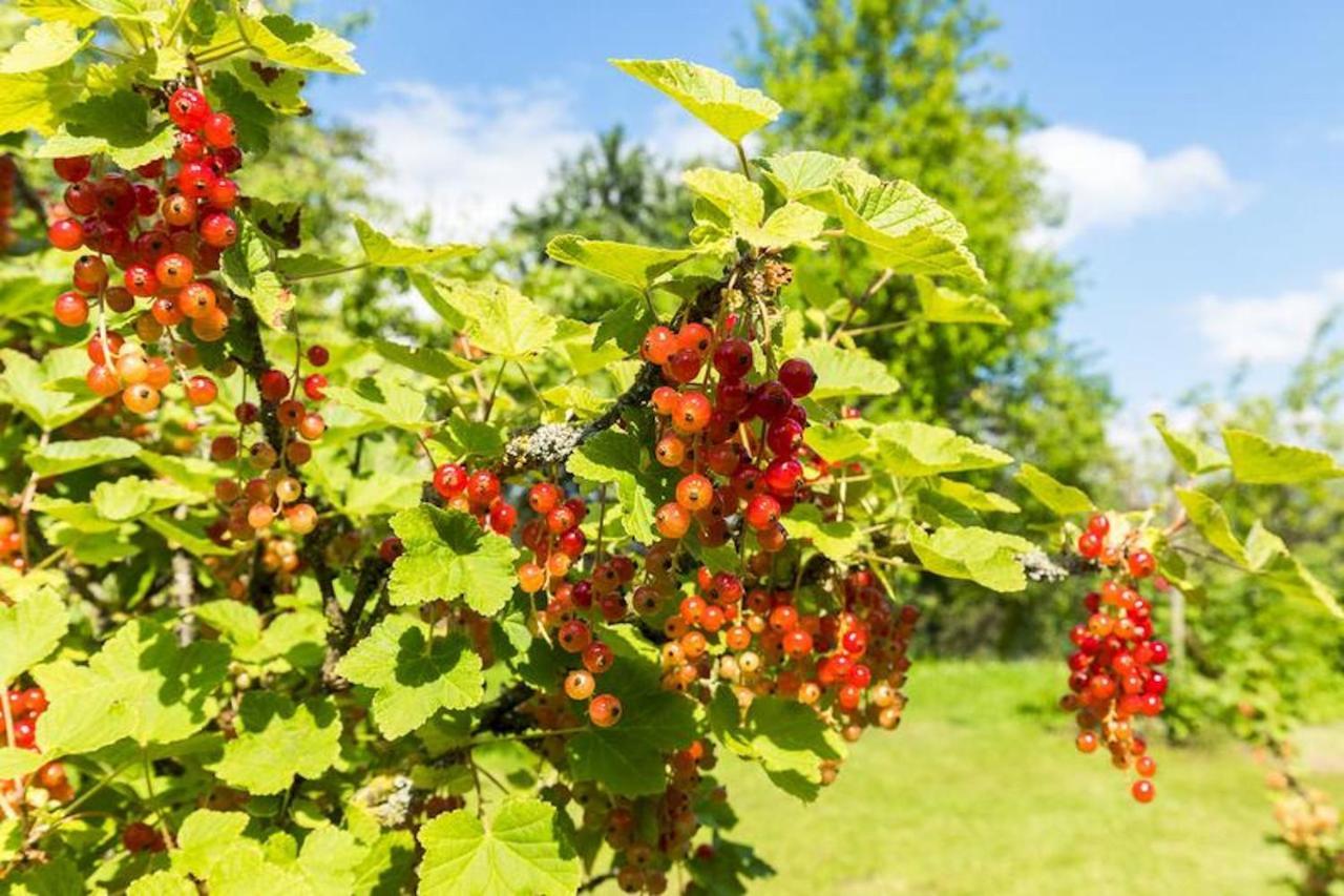 Obstwiese * Hergensweiler